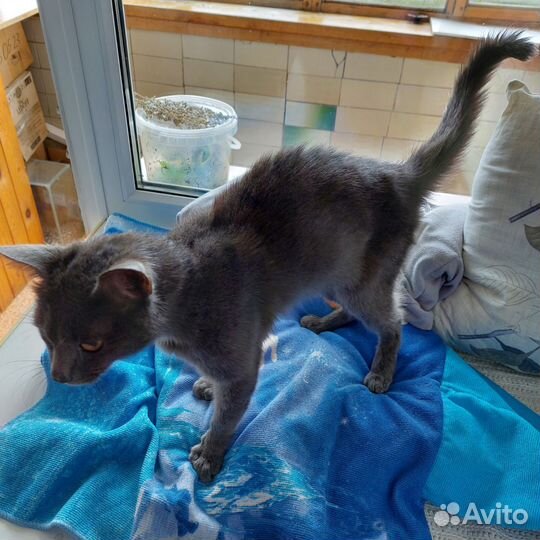 Британский кот