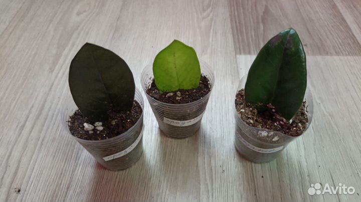 Замиокулькас Равен лист