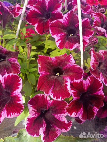 Ампельная петунья