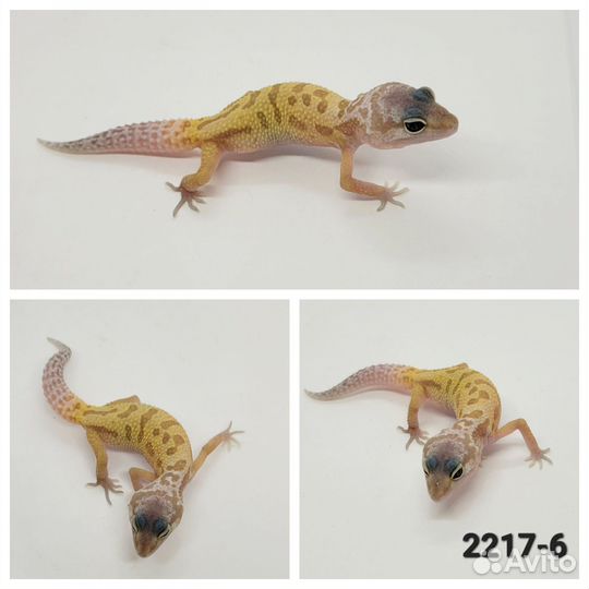 Леопардовый геккон эублефар