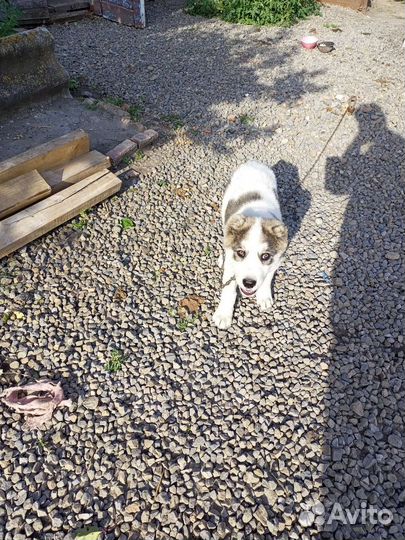 Щенок Алабая сало