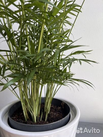 Пальма хамедорея