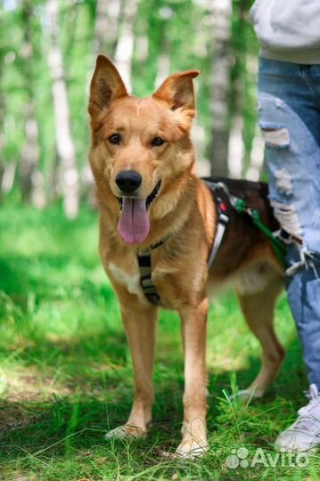 Небольшая собака из приюта ждет семью