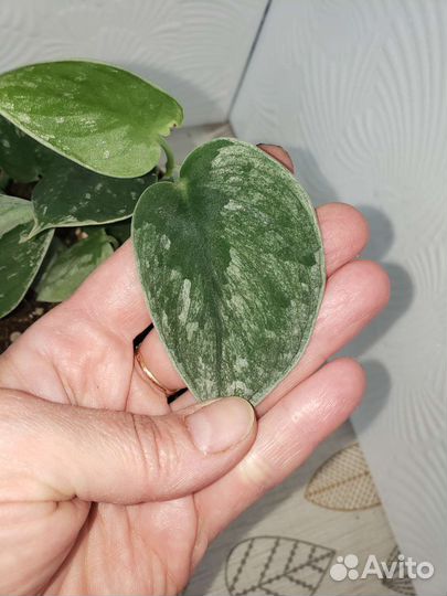 Эпипремнум Сильвер Энн