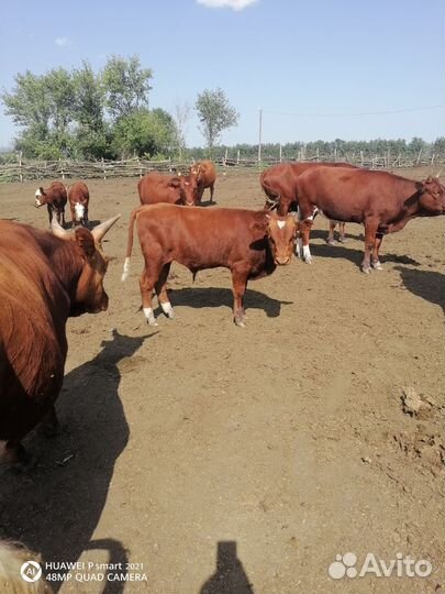 Телята мясной породы бычки