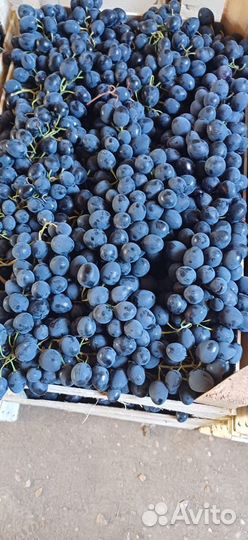 Виноград Молдова