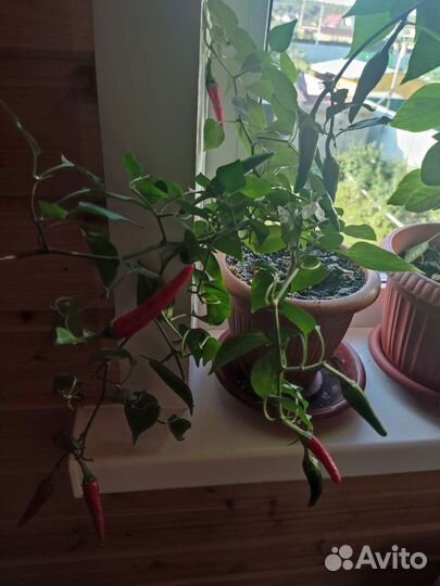 Рассада острого комнатного перца