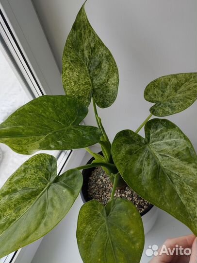 Алоказии гагеана вар, кукулата минт