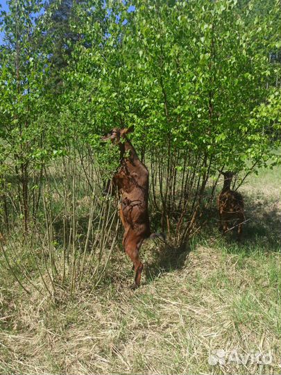 Чешские козы