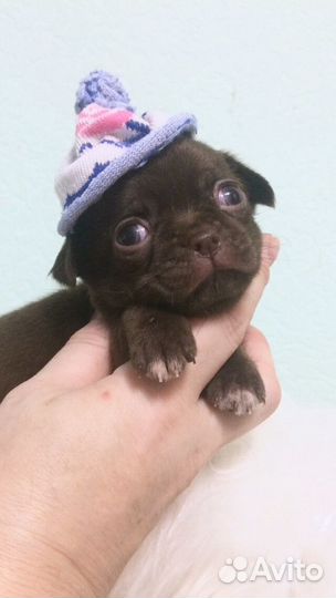Щенки чихуахуа мини