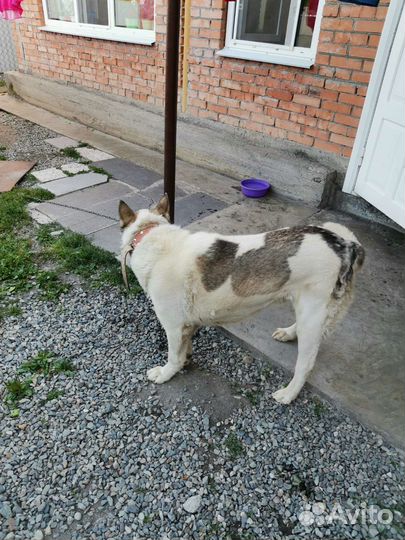 Отдам бесплатно в добрые руки