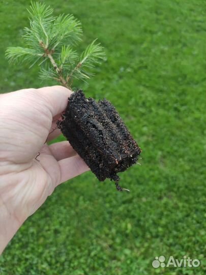 Голубая ель