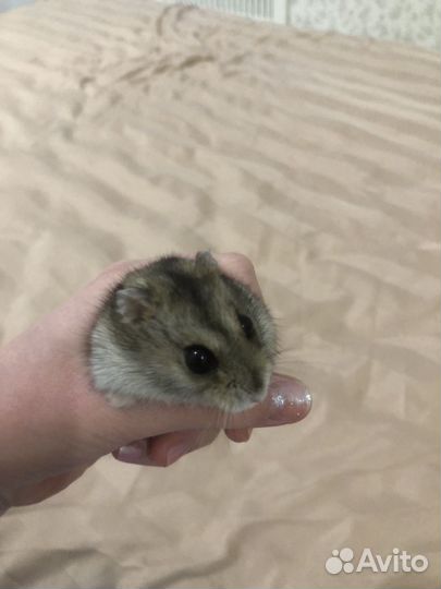 Джунгарский хомяк