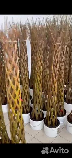 Плетеное дерево из ивы. Одинцово