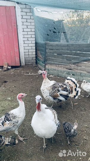 Индюки индюшата
