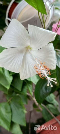 Гибискусы белые 2 вида