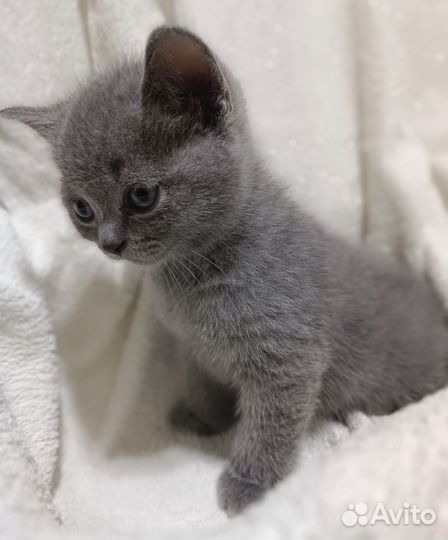 Британские котята