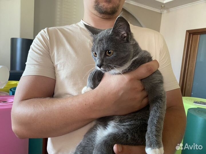 Котенок в добрые руки