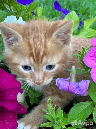 Котята рыжие бесплатно