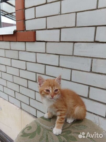 Кошки в добрые руки