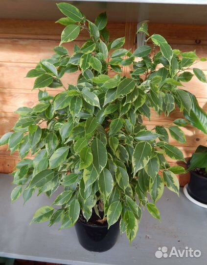 Фикус Кинки. Фикус каучуконосный и др фикусы
