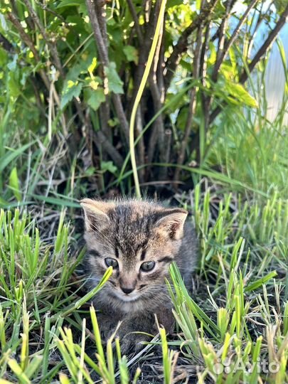 Котята в добрые руки бесплатно