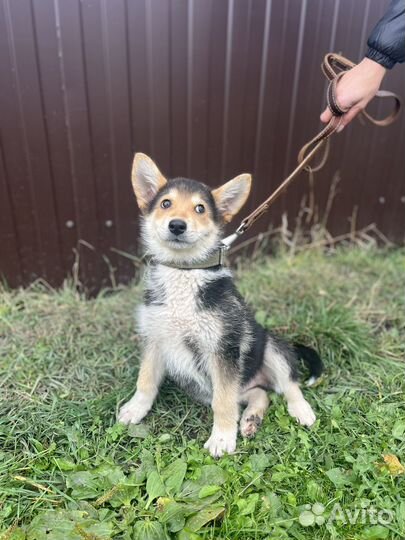 Щенок в добрые руки