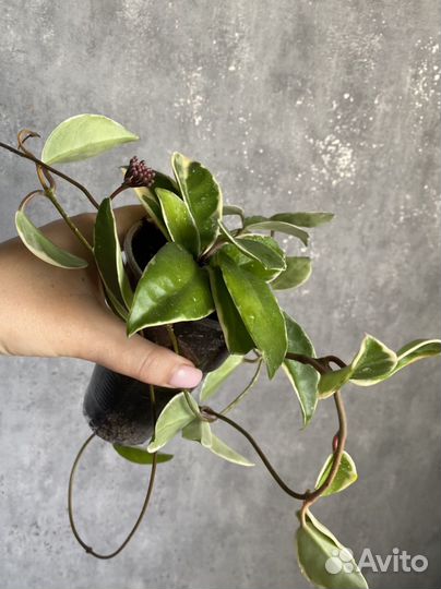 Хойя Кримсон Квин и паразитика альбомаргината