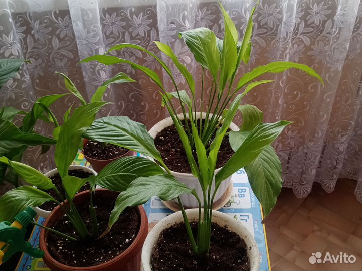 Цветы спатифиллум