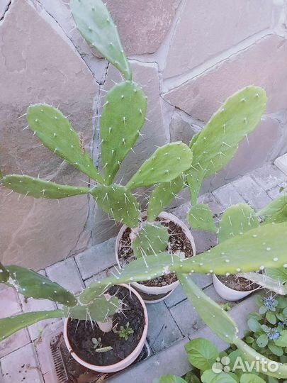 Большой кактус