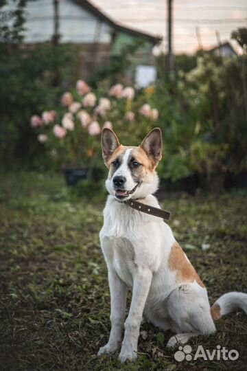 Щенок-подросток в добрые руки