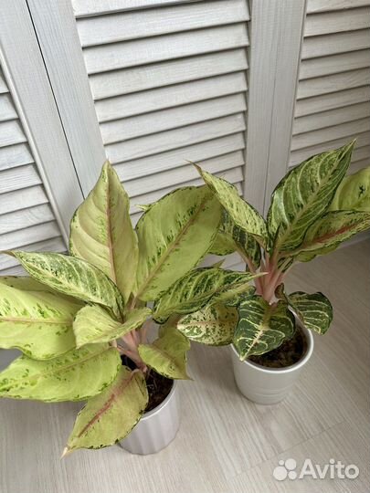 Аглаонема бриллианти