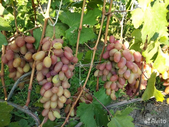 Черенки и саженцы винограда