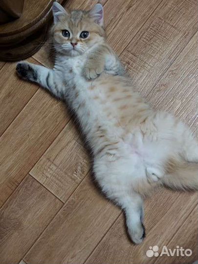 Золотая шиншилла