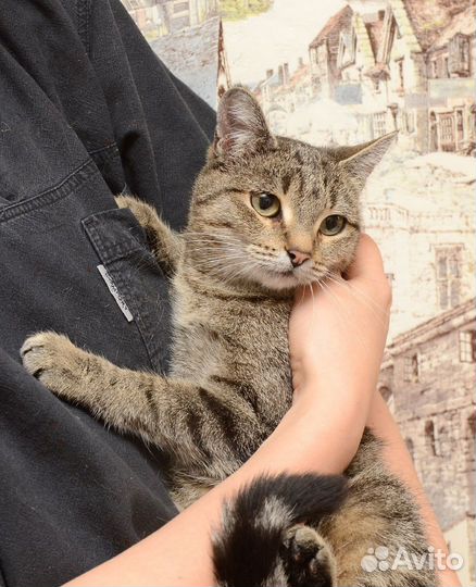 Кошечка в добрые руки