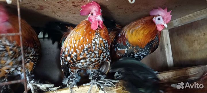 Петушки, перепела