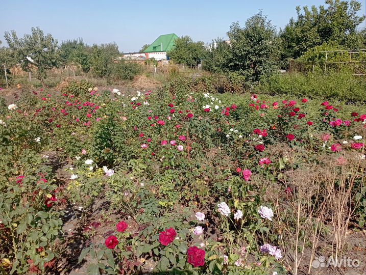 Саженцы роз