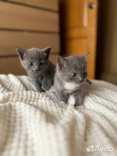 Котята в добрые руки бесплатно