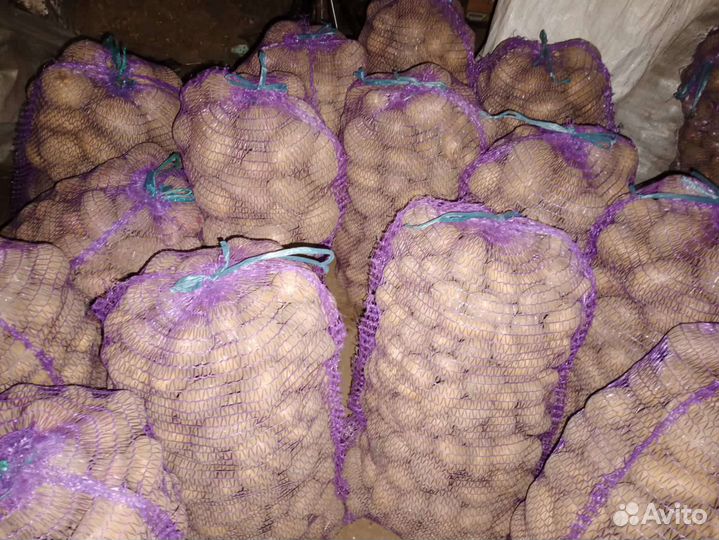 Продам картофель крупный и семенной