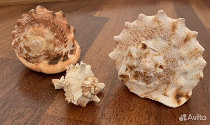 Морские ракушки и раковины большие