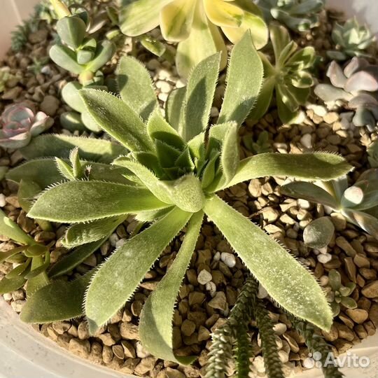 Эониум симса / растение / суккулент