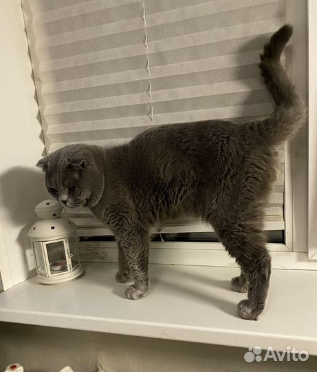 Шотландская вислоухая