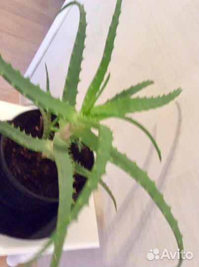 Алоэ Столетник лечебный цветок