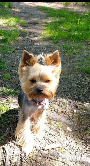 Йоркширский терьер щенки