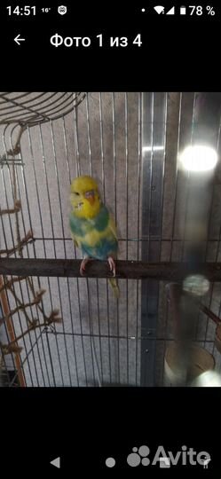 Волнистый попугай ввп чех