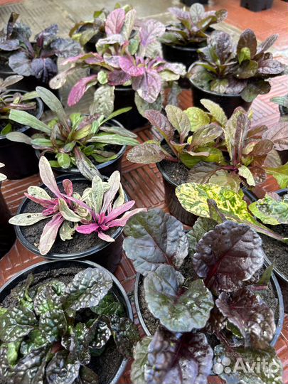 Почвопокровники Живучки