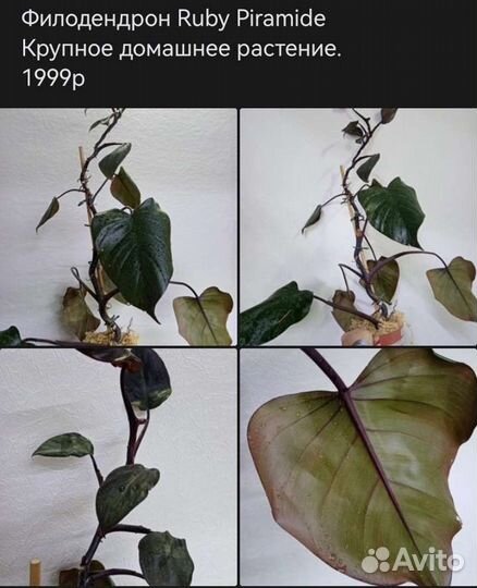 Диффенбахия