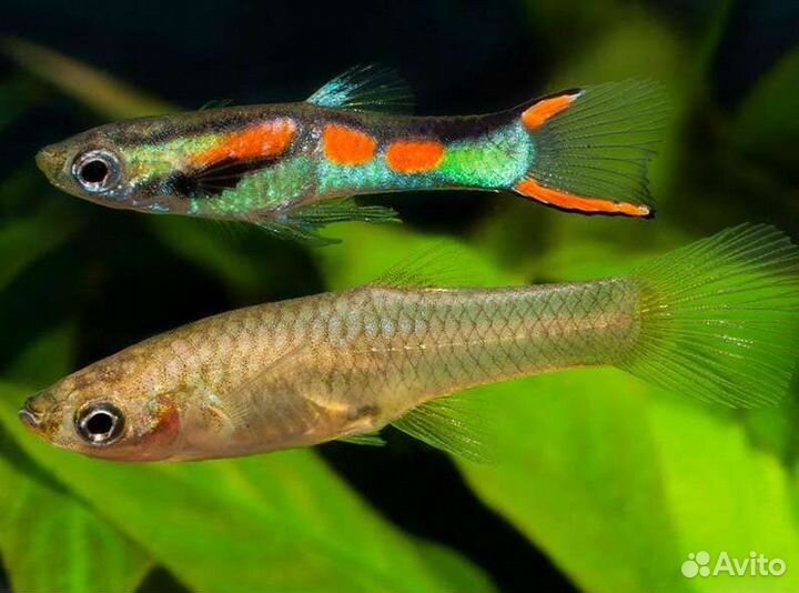 Аквариумные рыбки гуппи