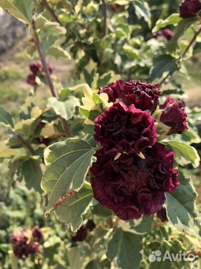 Гибискусы махровые садовые