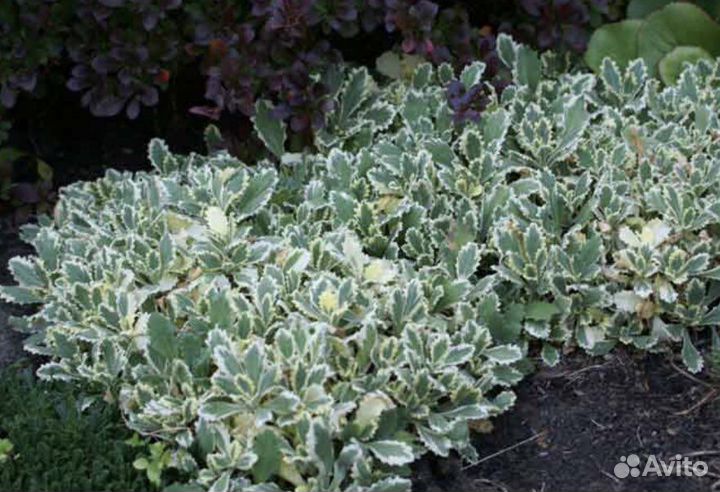 Копытель Ясколка